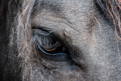 灰色的马的眼睛的特写照片
